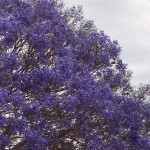 jacaranda2